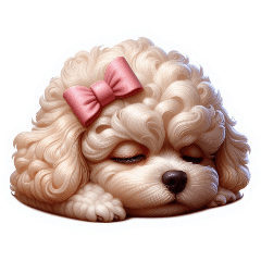 [For arrangement] teacup poodle