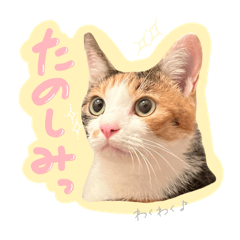 印花布猫 姬