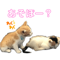 うちのミケ猫