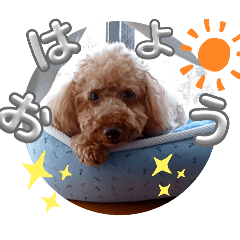 a little bit big toy poodle  Chocolat