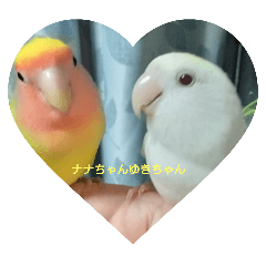 コザクラインコのナナちゃん