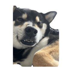 judy_20241006223652 – Stickers LINE | LINE STORE