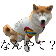 shibachan_20241006215711