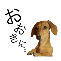 miniature dachshund the feeling