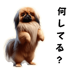 Pekingese feelings