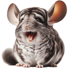 Chinchilla Pictures