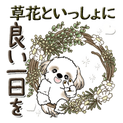 シーズー犬【草花と一緒】2024