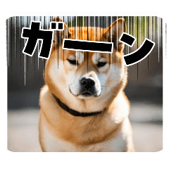 This is Shiba stamp with a sour face