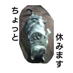 neko suki ojisan_20241007105255