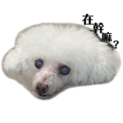 黃子皇孫
