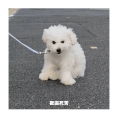 Ace the Bichon Frise