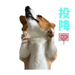 奇基miracle corgi