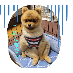 Chataro,Just like that Pomeranian