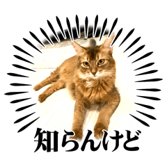 Somali Cat Rudy&Sora_20241008105956