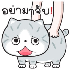 Munkaew little cat V.43