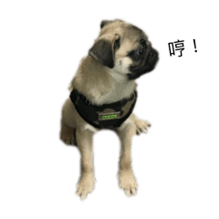 Pug Kiwi