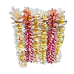 FRANGIPANI LEI PLUMERIA LEI STICKER.