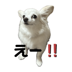 sayuri_20241008162029