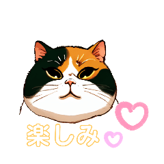 honest calico cat san