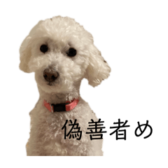 minorin_20241008164931