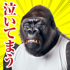 Gorilla from Kansai [meet up]