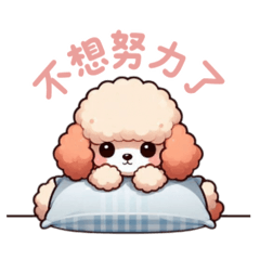 Poodle warm daily life