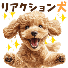 Toy poodle with big reactions