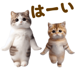 Cute dance Cats