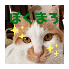 HARUKO_20241008225301