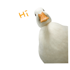 Monthongduck1