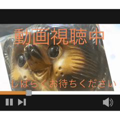 たぬきの