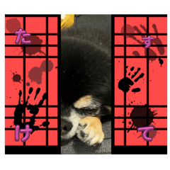 tanuki_20241008193115