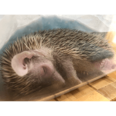 A rare animal who brings happiness