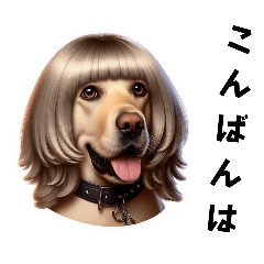 Labrador retriever wearing a wig