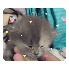 熊熊の語錄