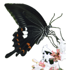 Butterfly without wording-BIG