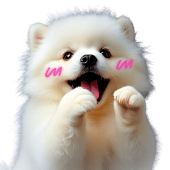 Samoyed dog's Daily Expressions