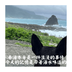 喜歡山與海的狗狗小賀 一起去海邊看海吧