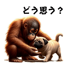 Good friends orangutan and pug