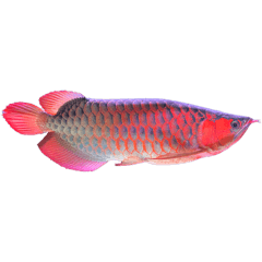 arowana photo