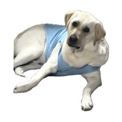 sayuri_20241009194247