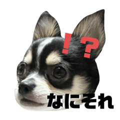 usshi_20241009232720