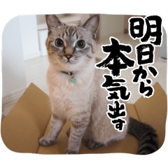 sak_20241009223655
