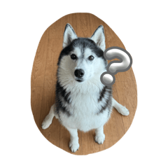 hachi(husky)