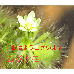 Morning greeting and a wild flower