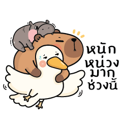 คาปิบาร่าเอง V.15 : คาปิบาร่า & หมูดึ๋ง