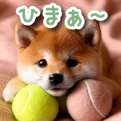 Daily use cute baby shiba dog