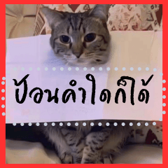 ⚫ข้อความแมวสามารถเปลี่ยนแปลงได้