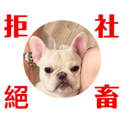 偏厭世的狗