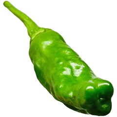 BIG! Sweet Pepper